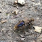 Rove Beetle