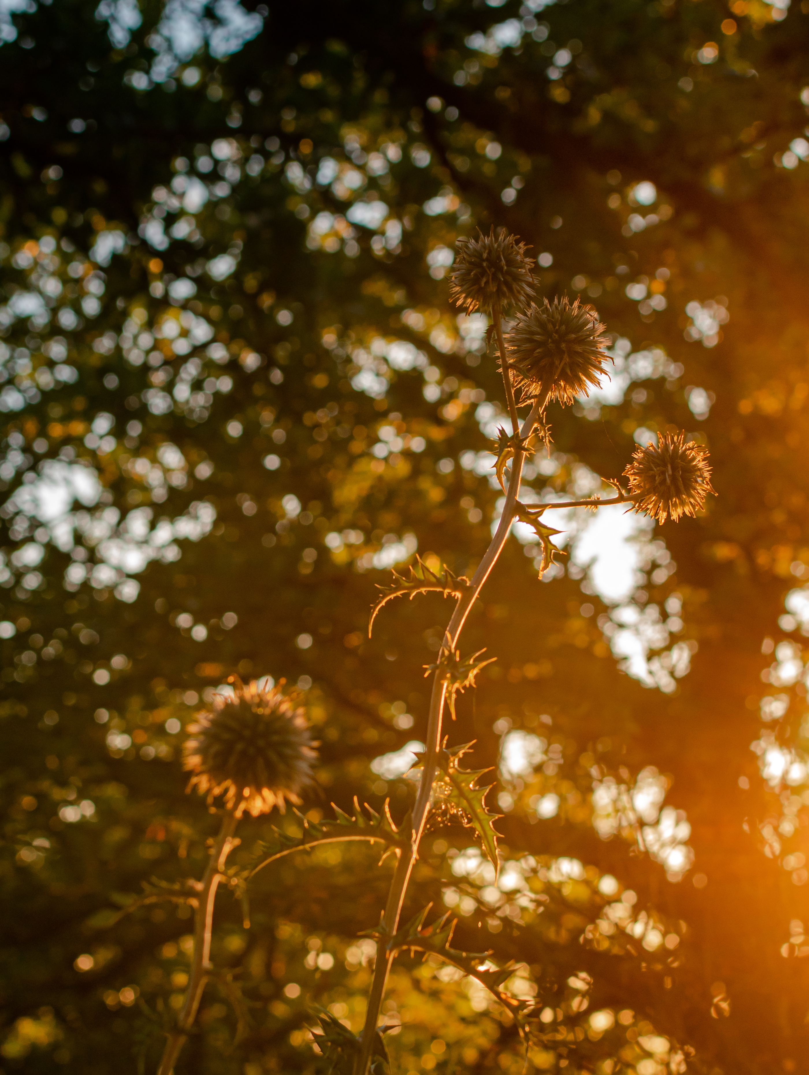 Bagliori di controluce di Francesco_Ramones