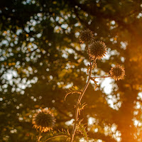 Bagliori di controluce di Francesco_Ramones