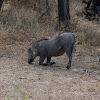 Common Warthog