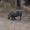 Common Warthog