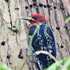 Red-breasted sapsucker