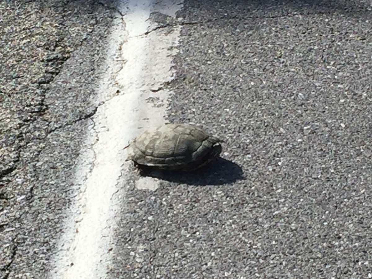 Red-eared Slider