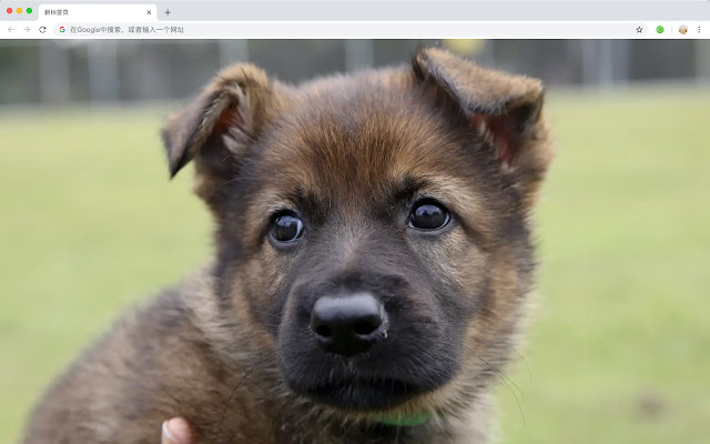 Puppy new tab page pop pet HD wallpaper theme