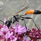 Red-banded sand wasp