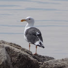 Yellow-footed Gull