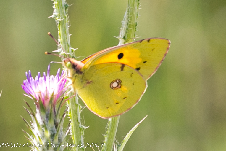 Clouded Yellow;