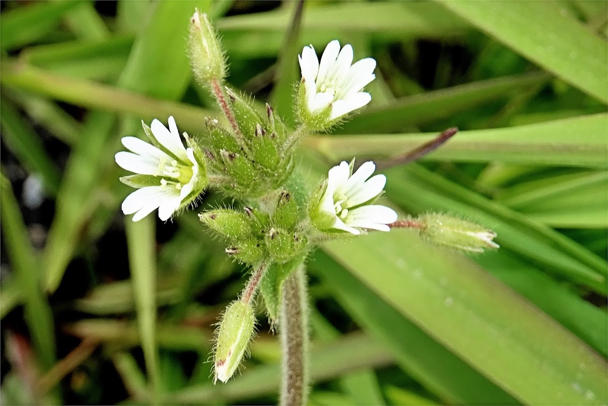 Common Mouse-ear