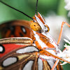 Gulf Fritillary