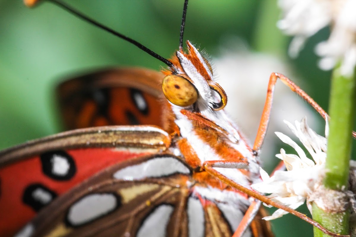 Gulf Fritillary