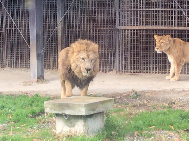 ヴィッツの無加工スマホ撮り・旅行・那須・遊園地に関するカスタム事例の投稿画像4枚目
