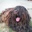 Komondor Themes & New Tab