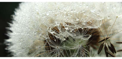 Smart'Flore Screenshot 1 of 9