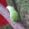 Eastern Tiger Swallowtail caterpillar