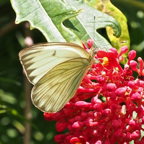 Great Southern White