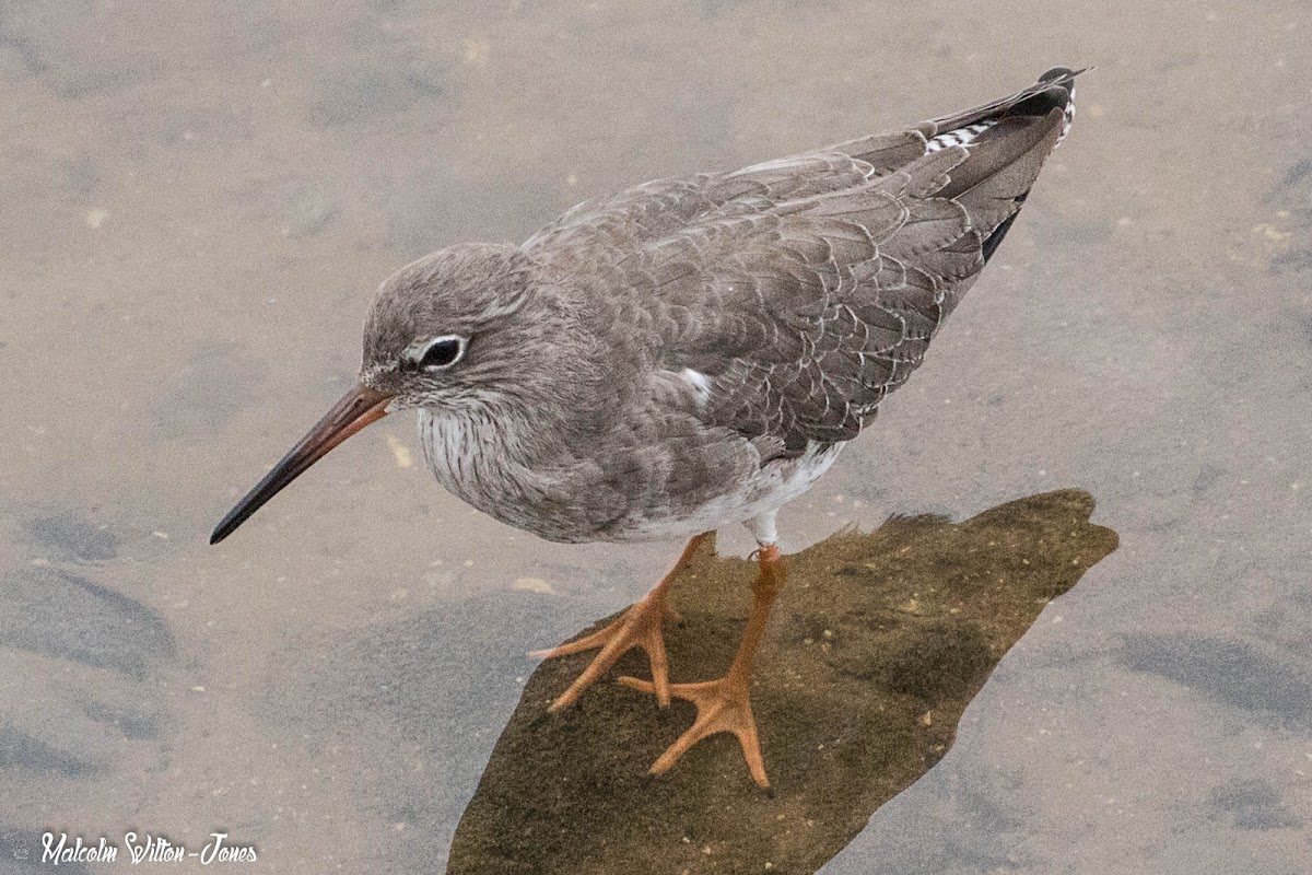 Redshank