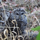 Barred Owl