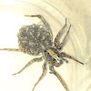 Wolf spider