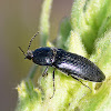 Click Beetle