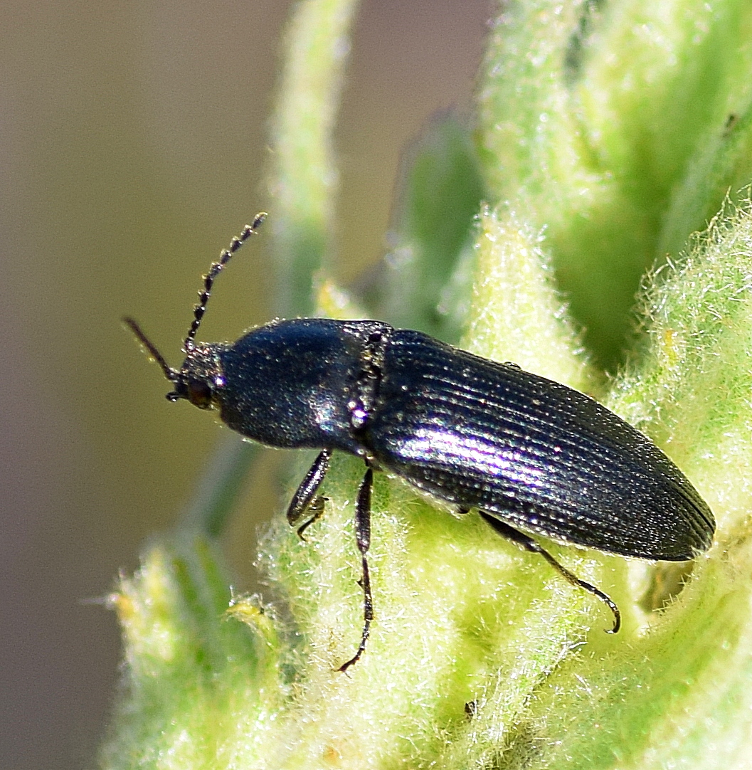 Click Beetle