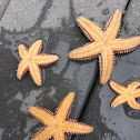 Starfish