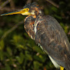 Tricolored Heron