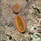 Fleshy Cup Fungus