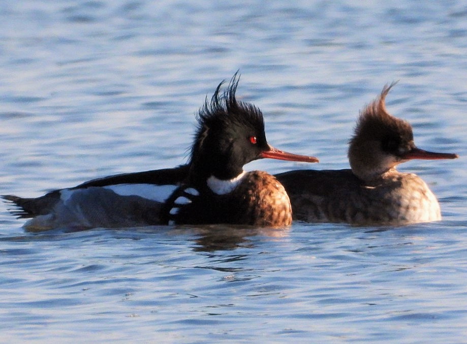 Red-breasted merganser