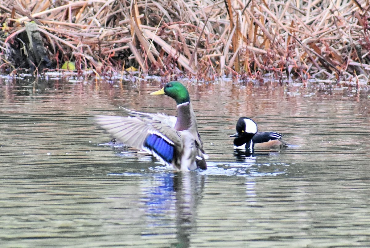 Mallard