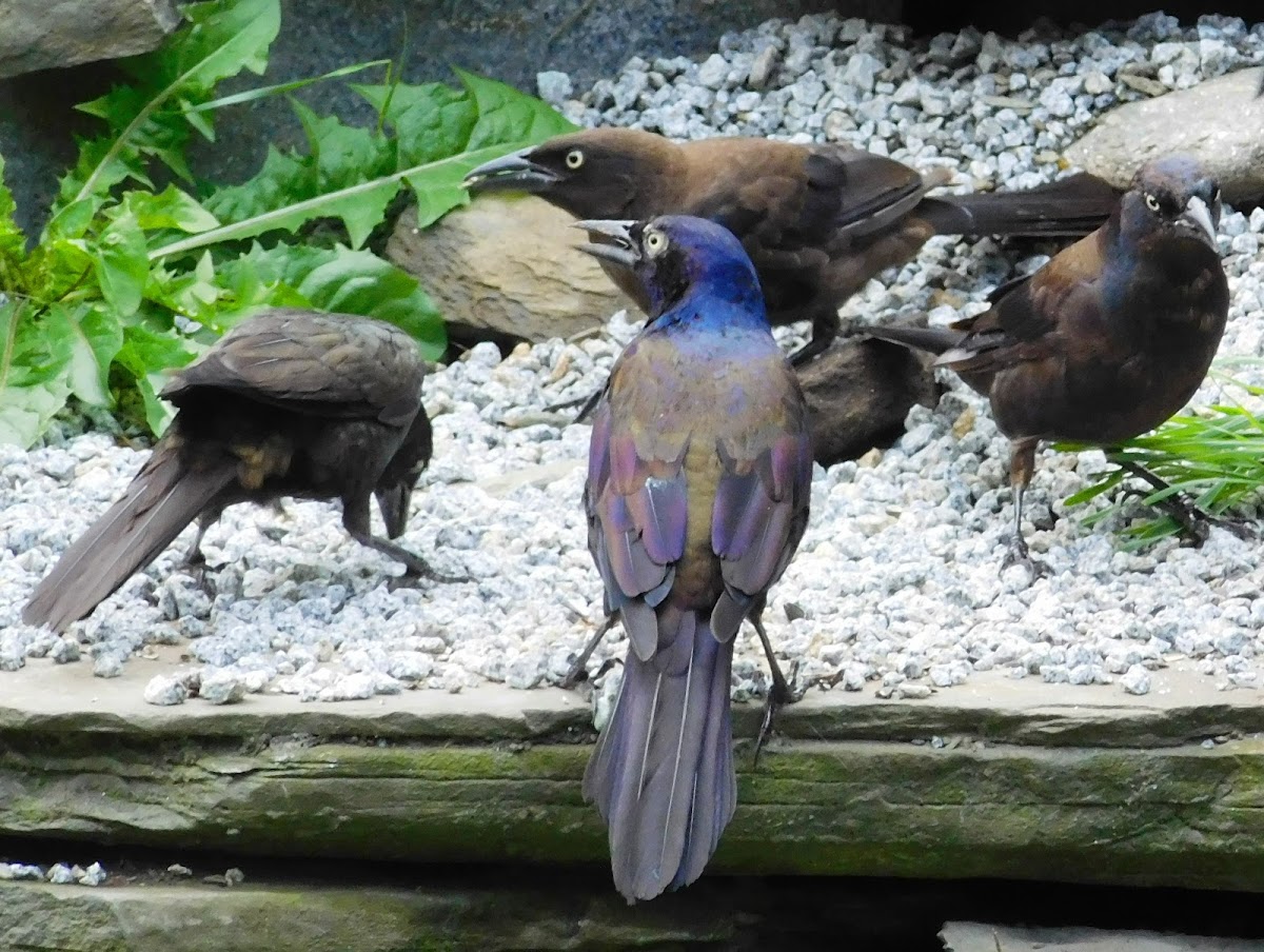 Common Grackle