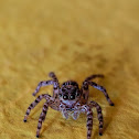 Jumping Spider