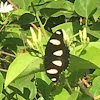 Eggfly butterfly