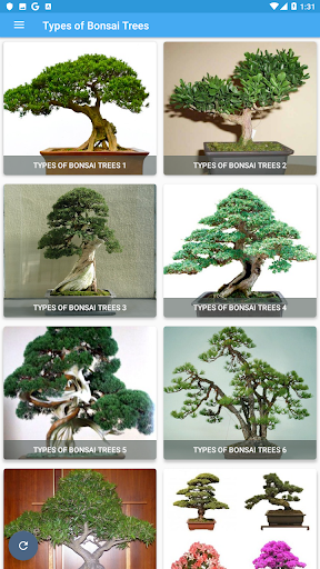 Types of Bonsai Trees