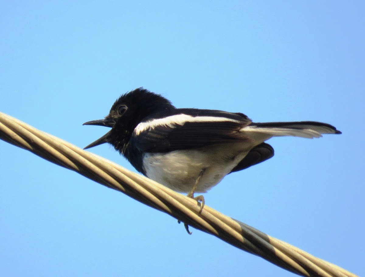 Oriental Magpie-Robin