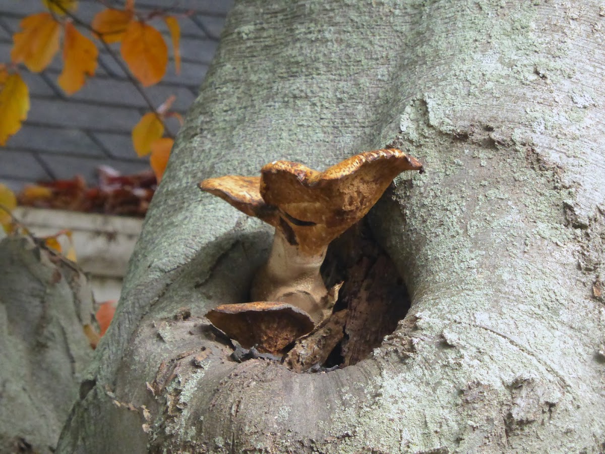 Dryad's Saddle