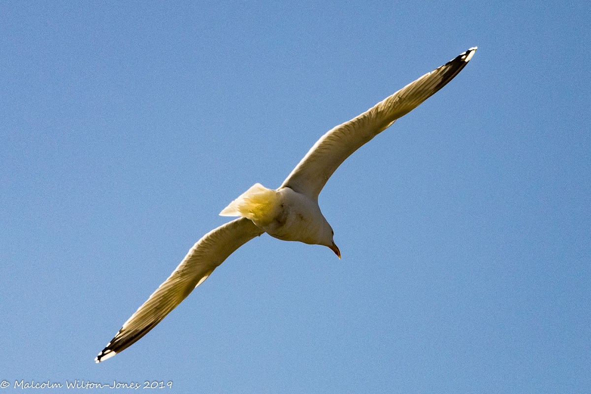 Herring Gull