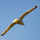 Herring Gull