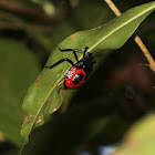 Shield Bug