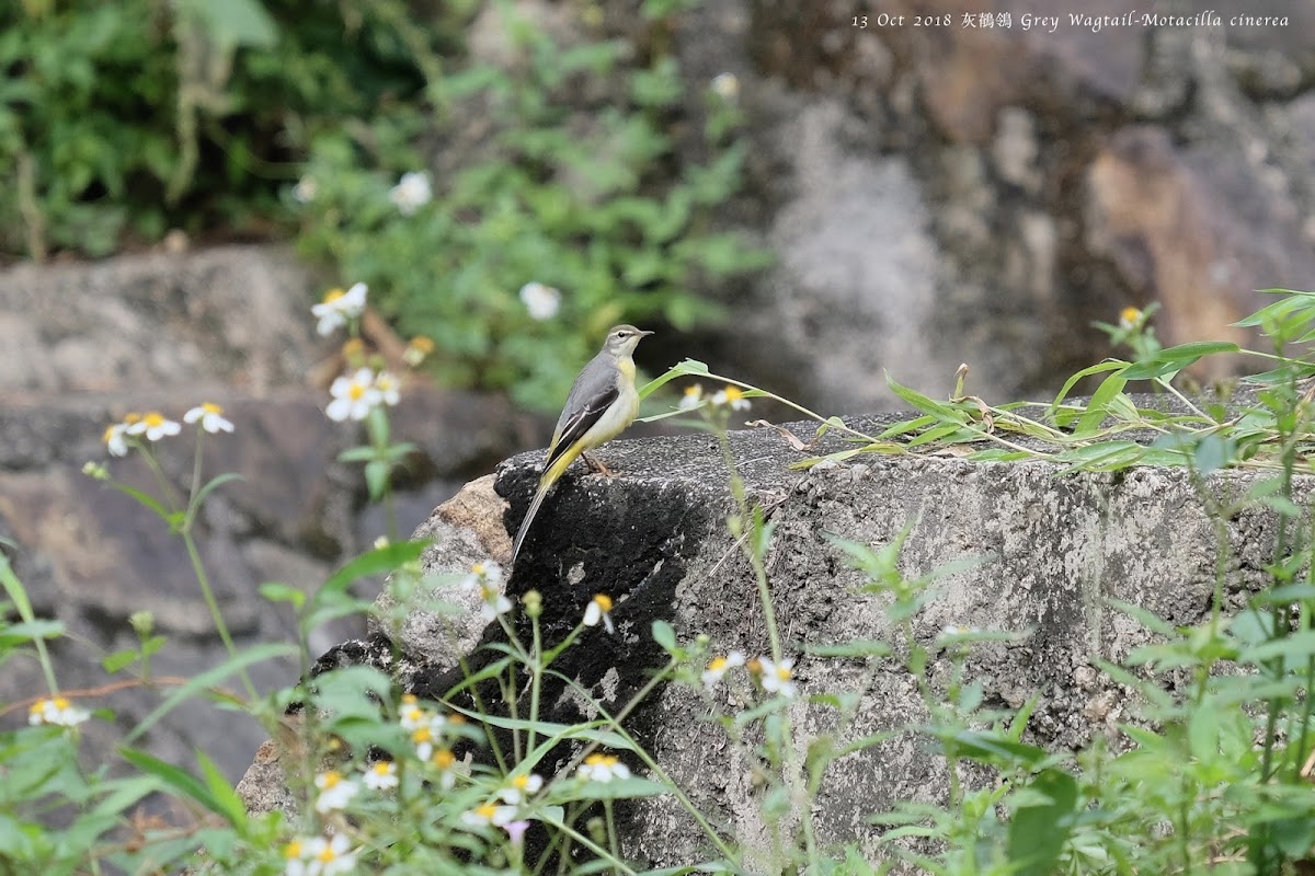 Grey Wagtail 灰鶺鴒