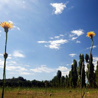 Fiori di tarassaco di 