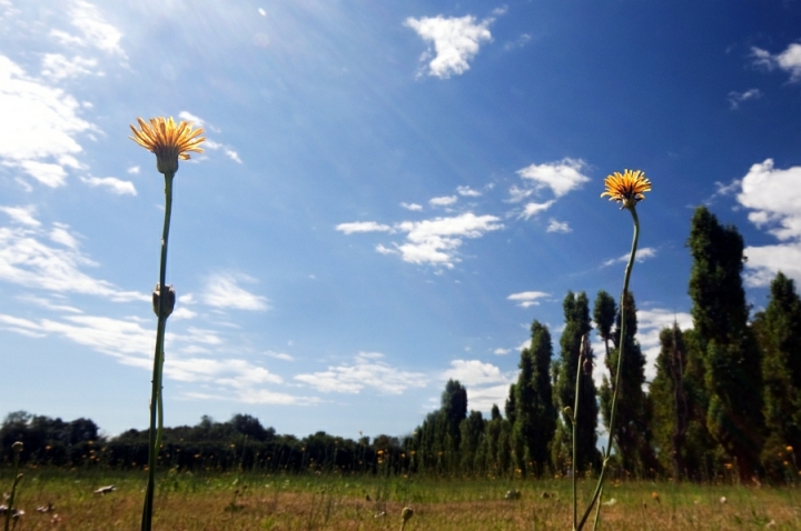 Fiori di tarassaco di Paolo Zanoni