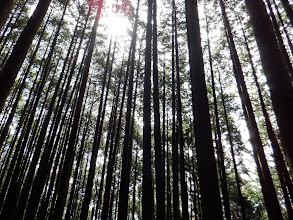 よい雰囲気の植林帯