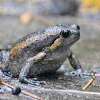 Banded Bullfrog