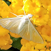 Dogbane tiger moth