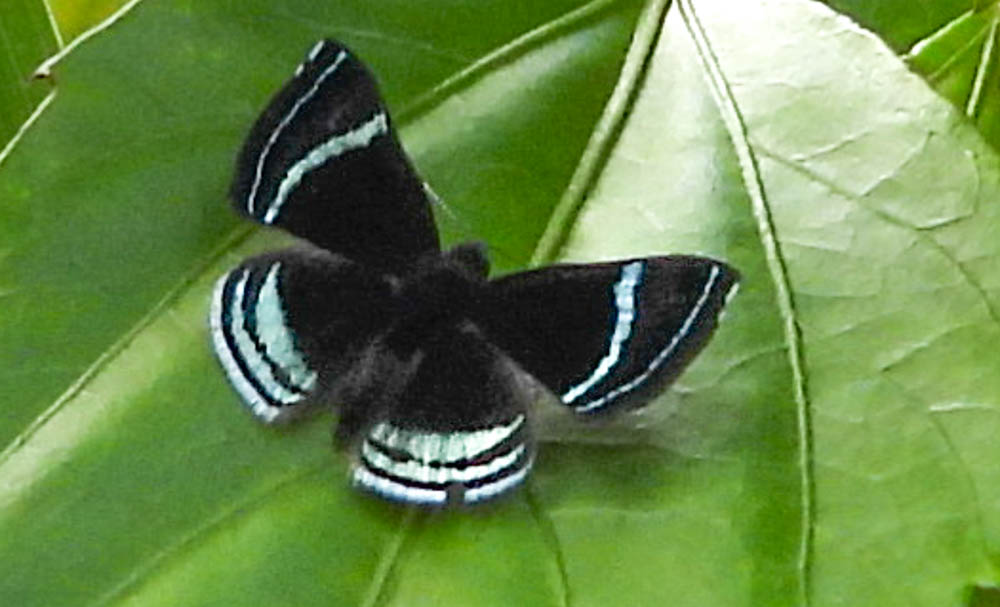 Theodora Metalmark