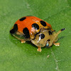 Tortoise Beetle