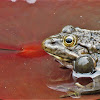 Caucasus Frog