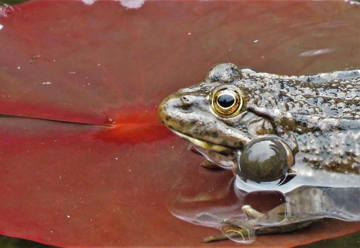 Caucasus Frog