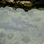 Whitetip reef shark