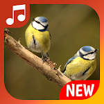 Cover Image of Download Bird sounds ringtones for phone, new ringtones 1.19 APK